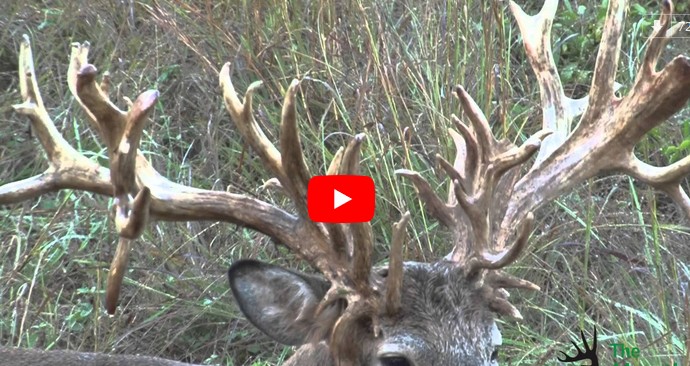322 inch trophy
                          whitetail deer