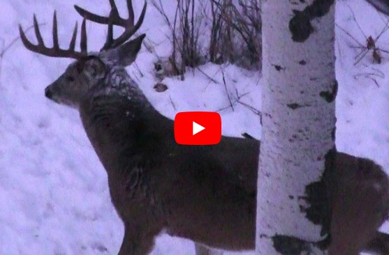 most amazing
                          deer hunt ever