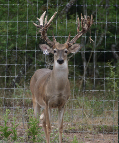 texas whitetail deer and exotic game breeders and breeeding