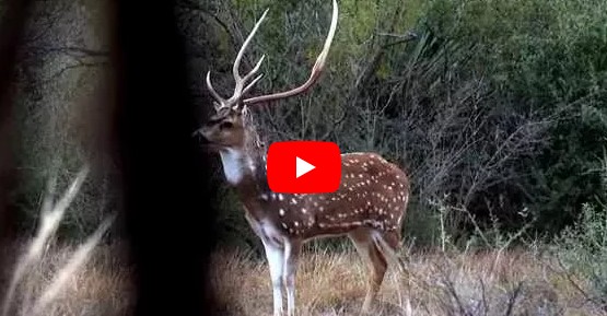 hunting texas axis blackbuck and aoudad