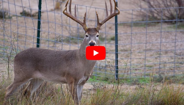 monster low fence texas whitetail deer