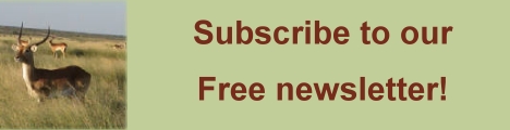 bcj free newsletter subscription