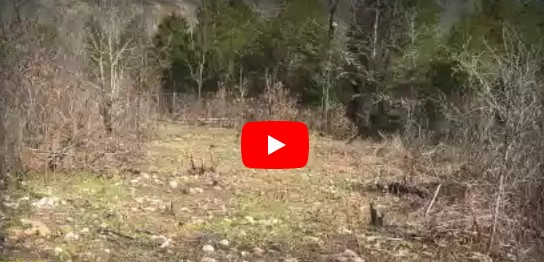 spring deer management food plots