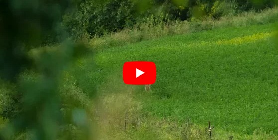 summer
                          deer scouting strategy