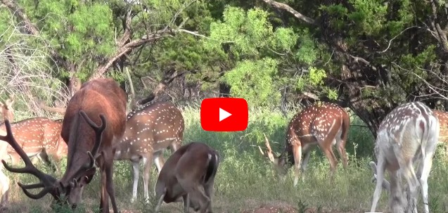 texas
                exotic big game axis deer and ram hunting