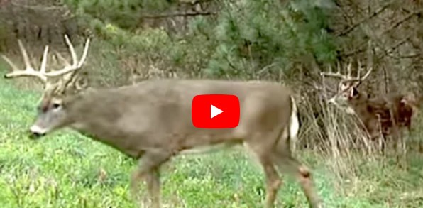 top tips
                          for whitetail food plots